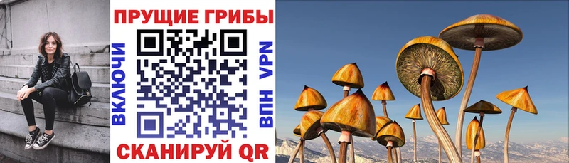 Псилоцибиновые грибы GOLDEN TEACHER  хочу   Усть-Кут 
